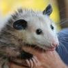 possum