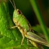 Grasshopper