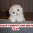 109033879496471518673@google