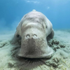 Sea_cow