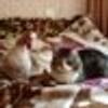 440198086@vkontakte