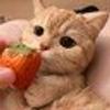 76561198114631919@steam