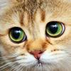 110153707783687407373@google