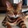 11173318@vkontakte
