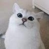 116320411097251713763@google