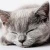 4430983326818095959@mailru