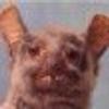 Vitalii33