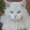 18187291@vkontakte