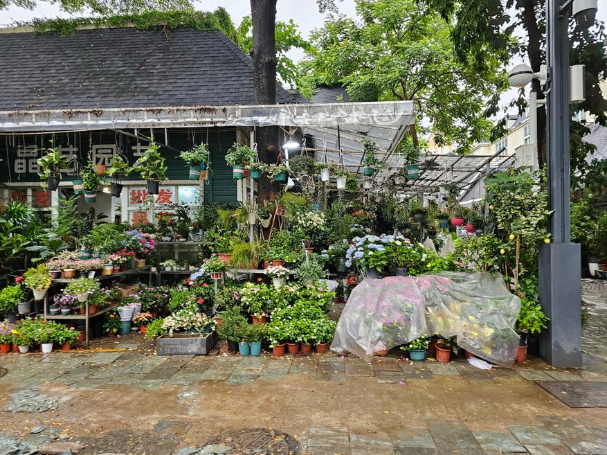 Цветы провинции. Цветы провинции 1994. Марчук г. Пеларгония в швейцарии. Натали андерсон цветы судьбы.