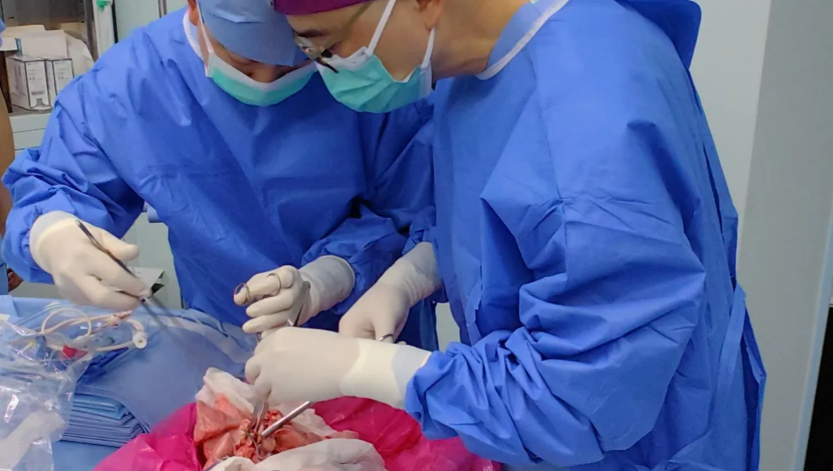 В Китае впервые в мире пересадили человеку легкое свиньи