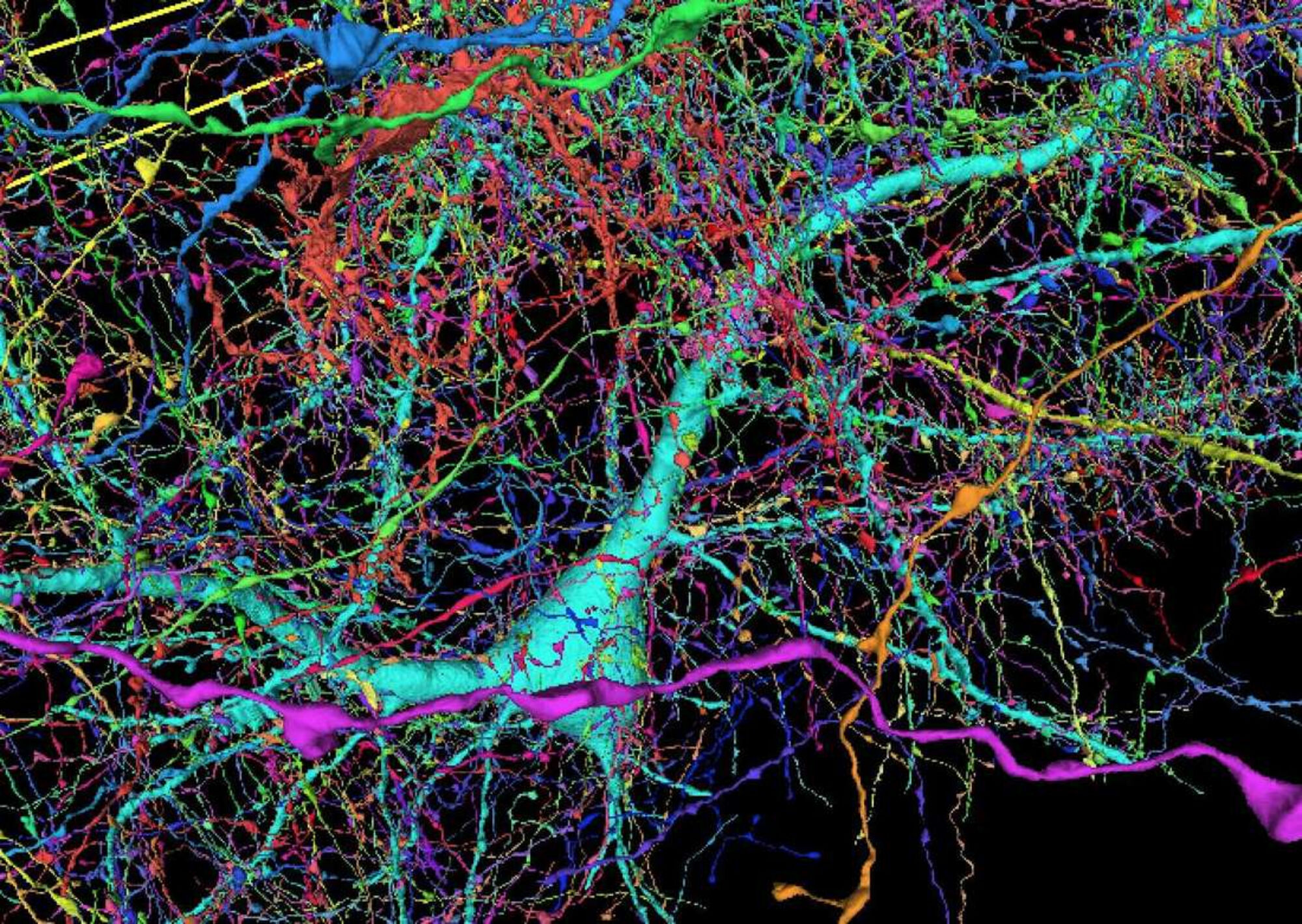 Brain neurons. Клетки мозга. Нейронные связи. Нейронные клетки головного мозга. Нейронные связи в мозге.