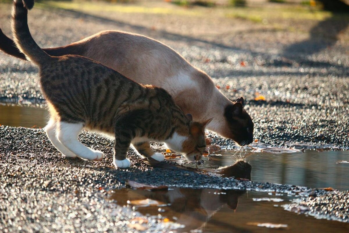Почему кошки не пьют воду в том месте, где едят / Оффтопик / iXBT Live