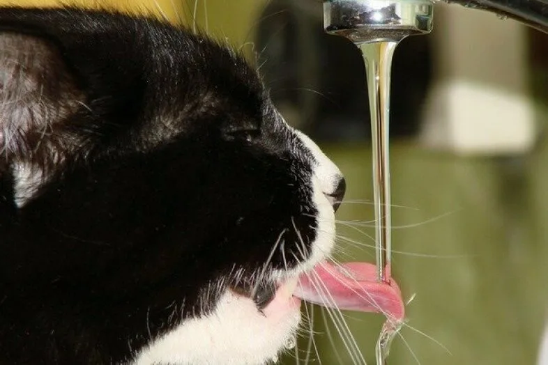 Кошки пьют лапой. Кошка пьет. Кот пьет воду. Кошка лакает. Как пьют кошки.
