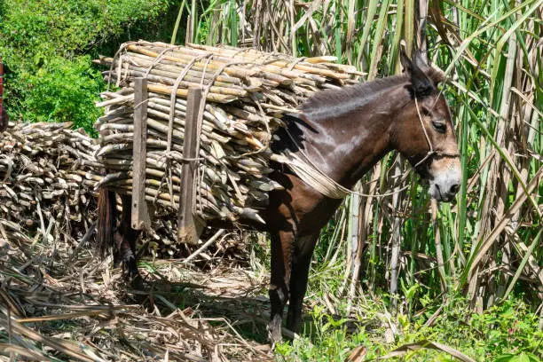 Сперматозоидтарды беру порносын қараңыз