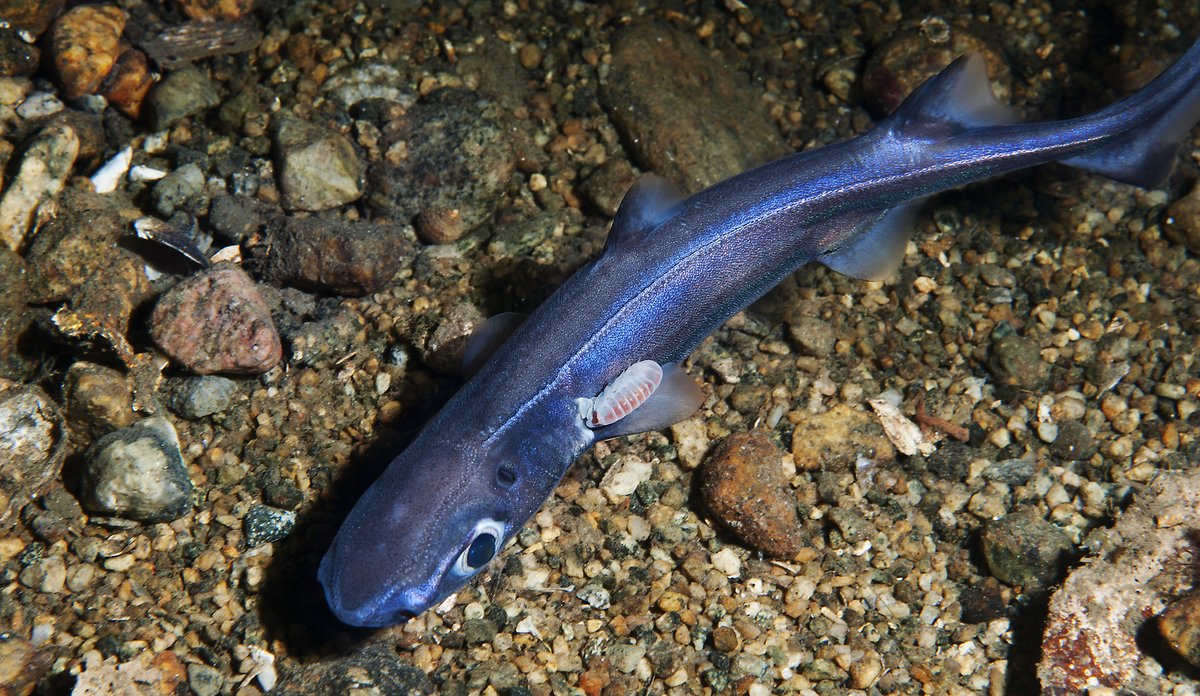 Светомаскировка в глубинах: зачем акула-фонарь сама себя подсвечивает?