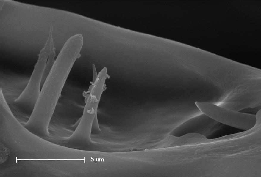 Орган Галлера на лапке нимфы иксодового клеща (Ixodes ricinus)