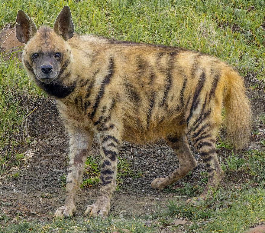Полосатая гиена (Hyaena hyaena)