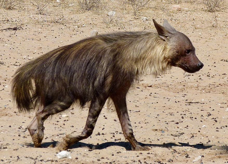 Бурая гиена (Parahyaena brunnea)