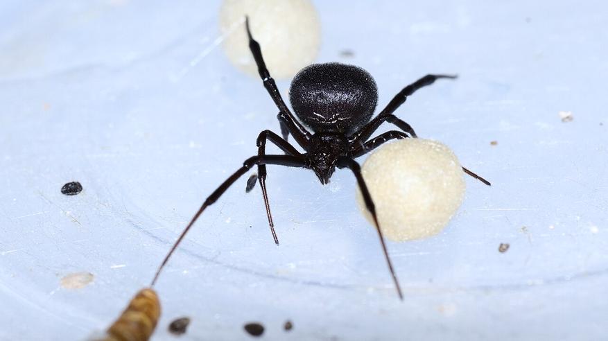 Взрослая самка Latrodectus tredecimguttatus с двумя яйцевыми коконами. Яркие пятна не просматриваются