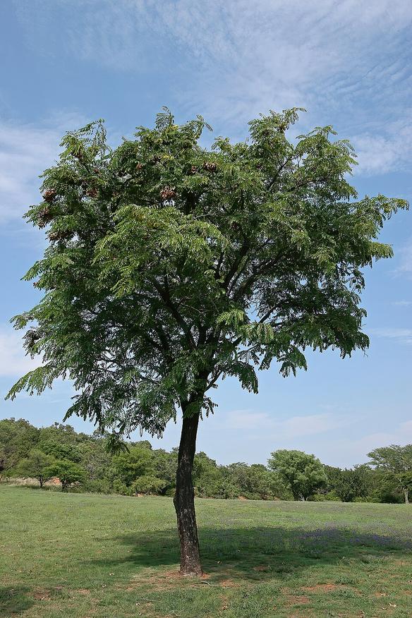Дерево, истекающее кровью Дерево, истекающее кровью дерево, истекающее, кровью