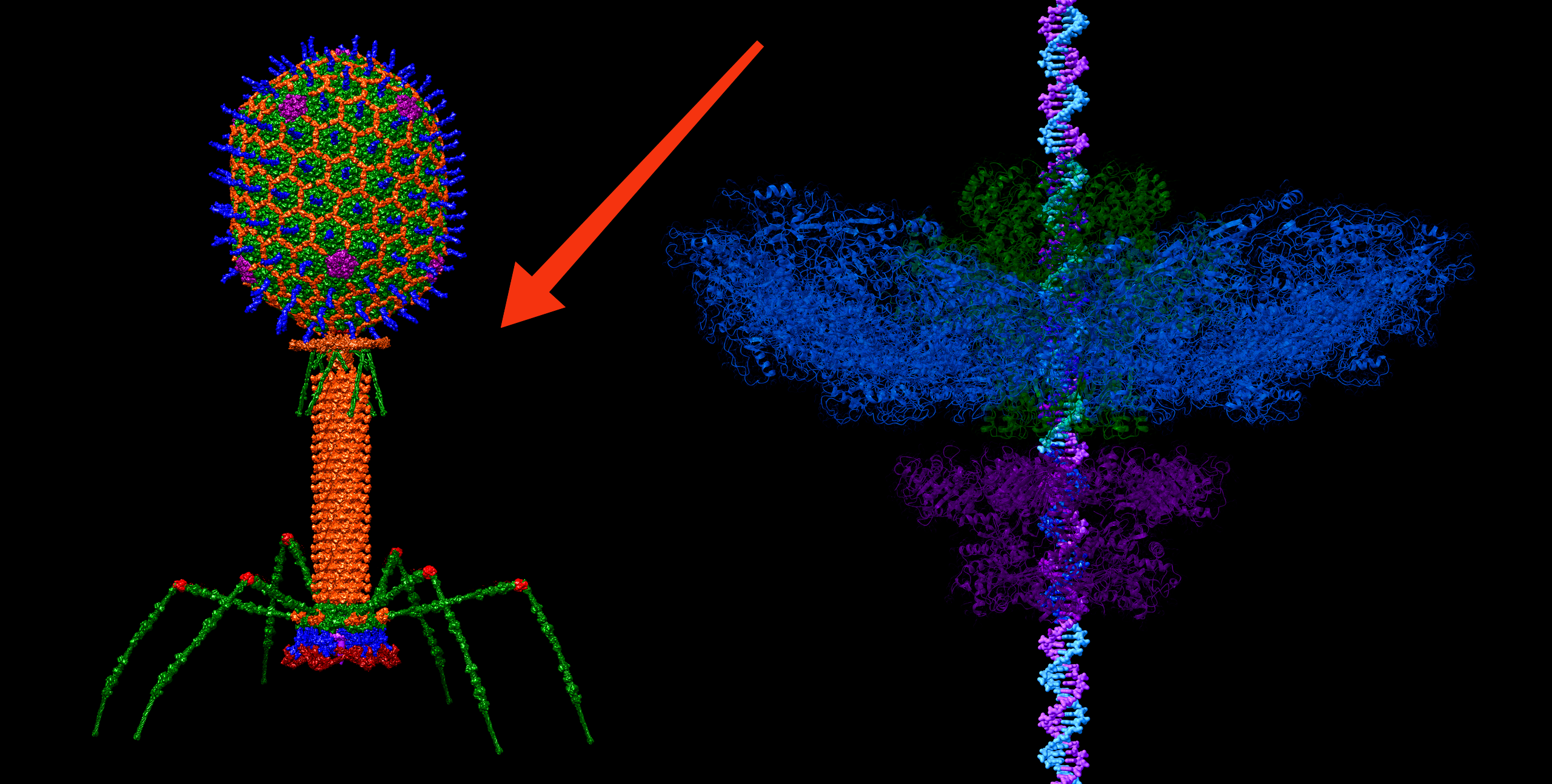 Бактериофаги: вирусы похожие на роботов, которые, возможно, заменят антибиотики
