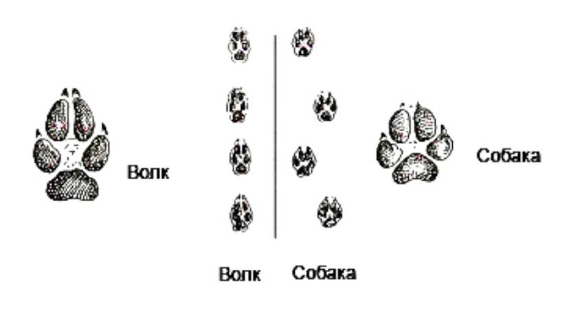 Как отличить волка от собаки внешне фото
