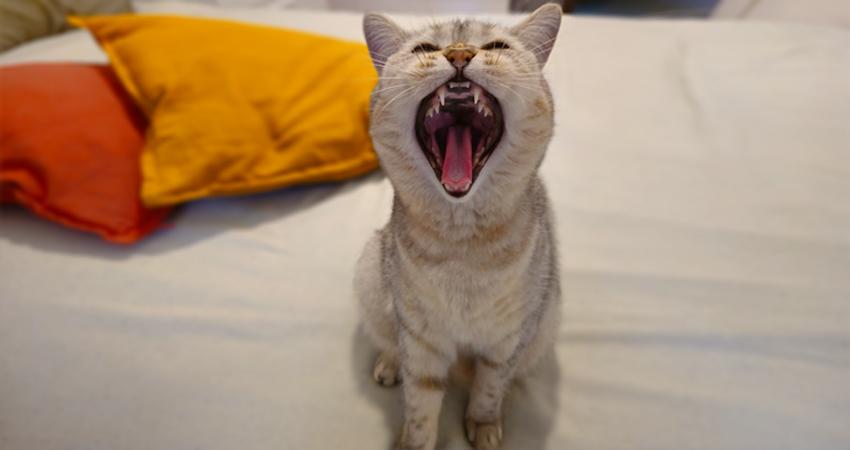 Почему кошка орет по ночам и что с этим делать: секреты кошачьего поведения  / Оффтопик / iXBT Live