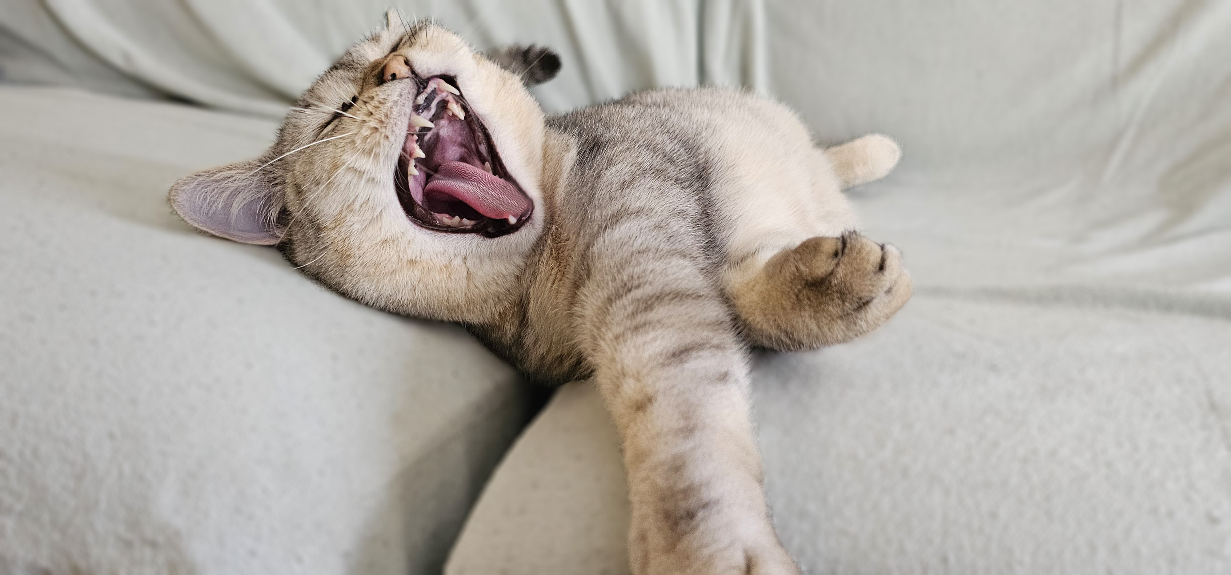 Почему кошка орет: причины и способы успокоить