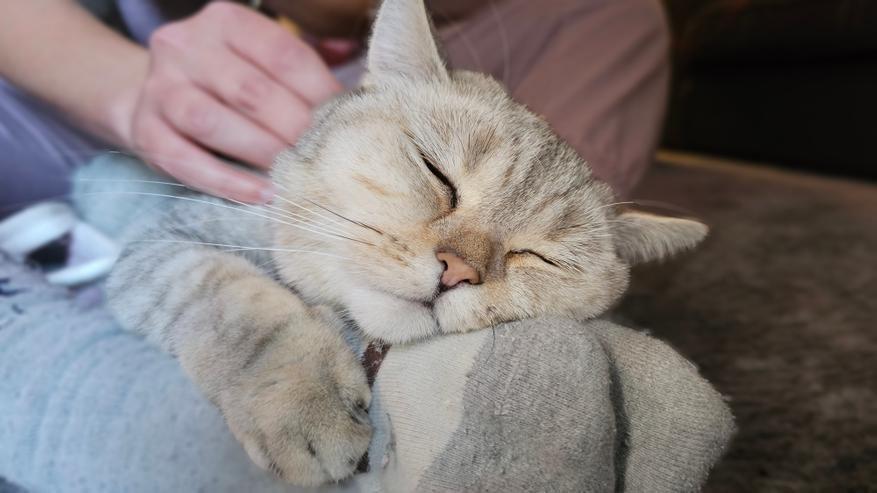 Почему кошки спят так много? Вот что вам нужно знать о причинах