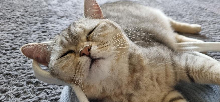 Почему кошка спит с человеком: 3 основные причины и важные моменты, о  которых следует знать / Оффтопик / iXBT Live