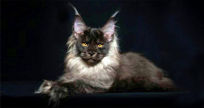 Кошка турецкий ван: описание породы и характер