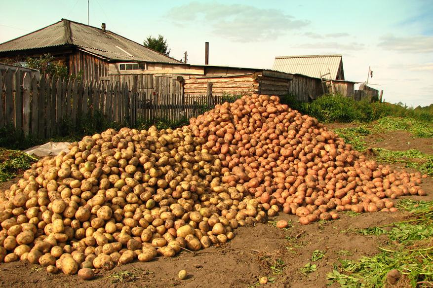 Урожай картофеля в селе