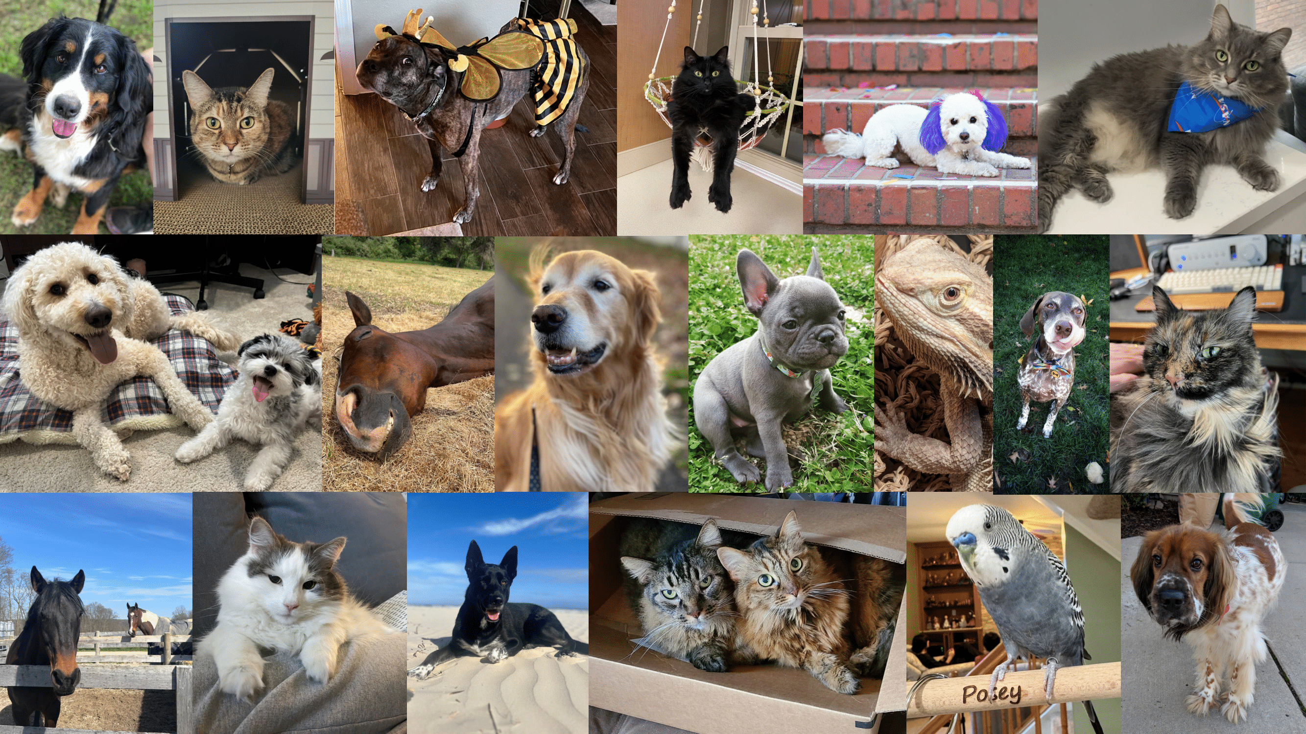 От кота до Марса: зачем NASA отправляет в космос видео с питомцами по лазерной связи