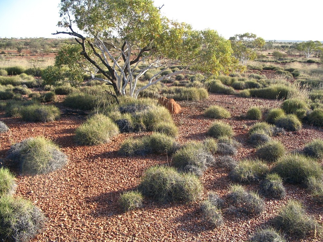 Малли скрэб. Спинифекс растение Австралии. Скрэб в Австралии. Австралийский Буш (скрэб).