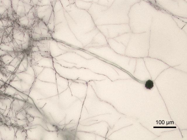 Грибок Aspergillus niger (чёрная плесень)