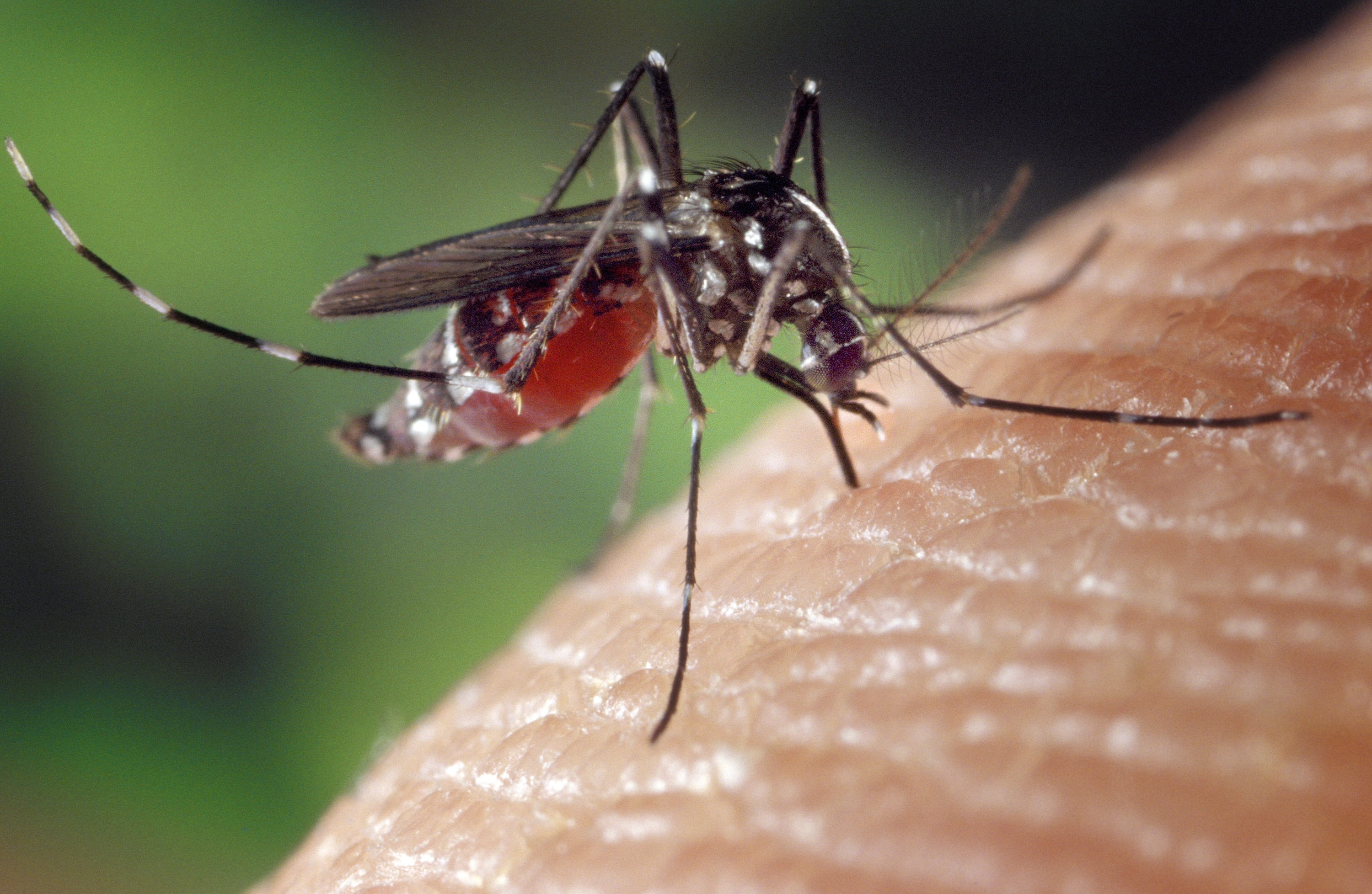 Дерево малярия. Кровососущие насекомые комары. Малярийный Москит. Комар малярийный отряд. Aedes albopictus – азиатский тигровый комар.