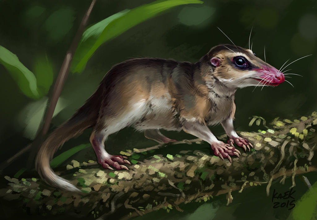 Минус 7 миллионов лет в «слепой зоне» эволюции: что рассказал древнейший докодонт, найденный в Гренландии