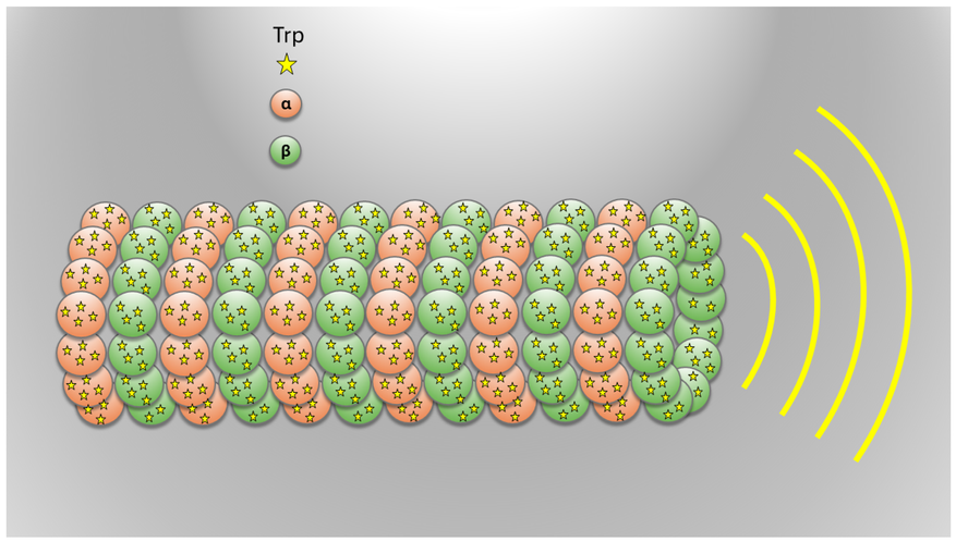 Схема микротрубочки из димеров αβ-tubulin. Оранжевым цветом обозначены субъединицы α, зеленым — β. Звезды формируют сеть остатков Trp, чье коллективное свечение на схеме иллюстрирует эффект сверхизлучения.