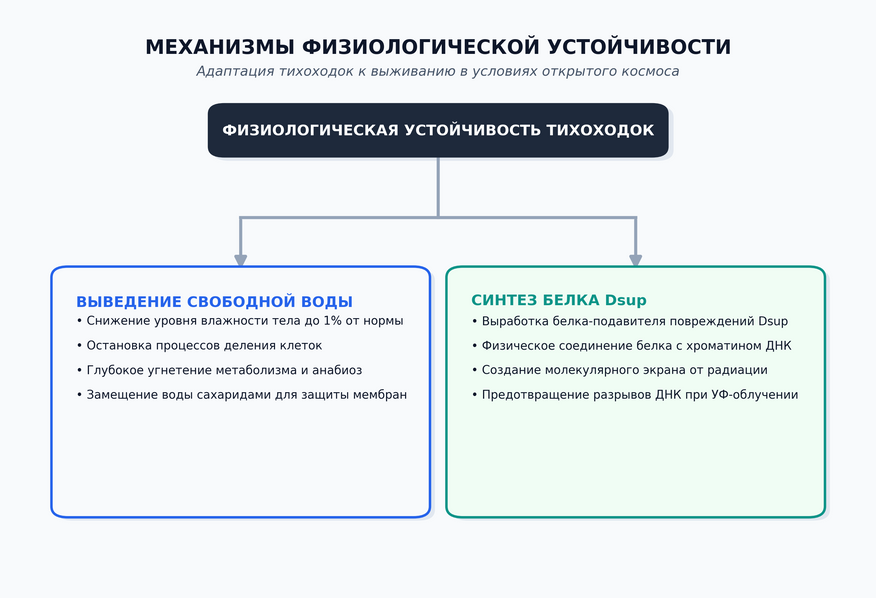 Механизмы физиологической устойчивости тихоходок. График построен в Colab