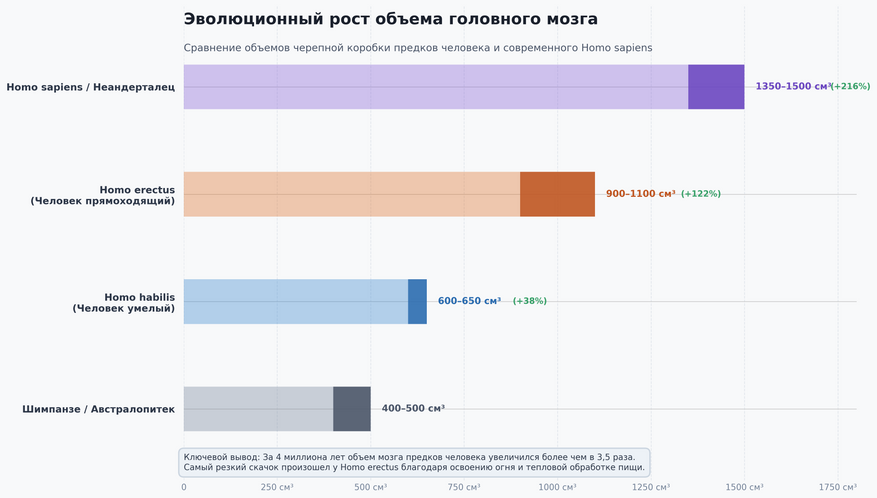 Сравнение объемов головного мозга