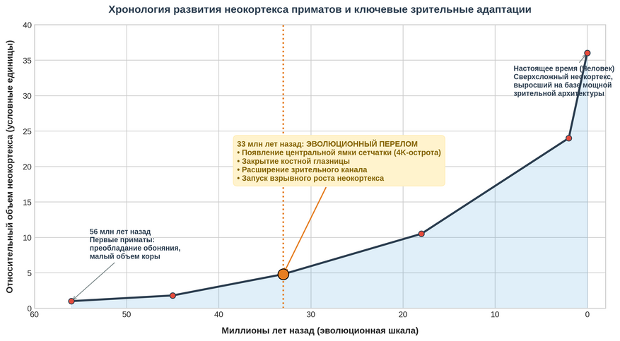 Эволюционная шкала неокортекса за 56 миллионов лет. Главный перелом в увеличении объема мозга произошел 33 миллиона лет назад с появлением анатомических адаптаций зрения
