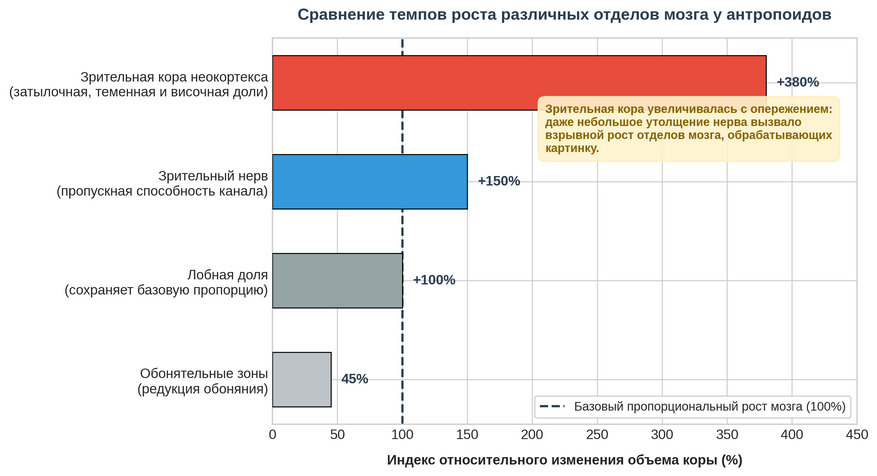 Сравнение темпов роста различных отделов мозга у высших приматов. Зрительная кора увеличивалась с трехкратным опережением относительно общего масштаба мозга