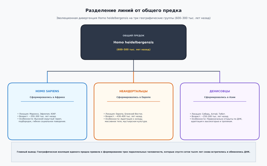 Разделение линий от общего предка
