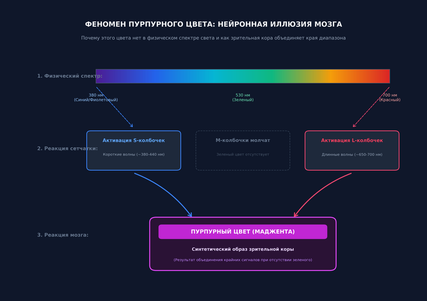 Феномен пурпурного цвета