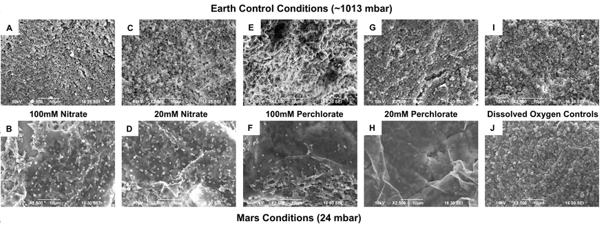 Снимки сканирующей электронной микроскопии (SEM, увеличение 2500x) клеток Haloferax volcanii после 160 дней инкубации. Верхний ряд (A, C, E, G, I): земной контроль (~1013 mbar). Нижний ряд (B, D, F, H, J): марсианское давление (24 mbar). Контрольные образцы без добавления акцепторов электронов сохраняли форму здоровых клеток как в земных, так и в марсианских условиях. В земном контроле с добавлением 20 mM нитрата или перхлората форма клеток не изменилась, а при высокой концентрации в 100 mM заметна деформация. В культурах, росших при марсианском давлении, сформировалась выраженная биопленка с внеклеточным матриксом, в который погружены клетки. Этот матрикс отсутствовал в марсианском контроле, где рост клеток не происходил. Масштабная линейка = 10 µm.