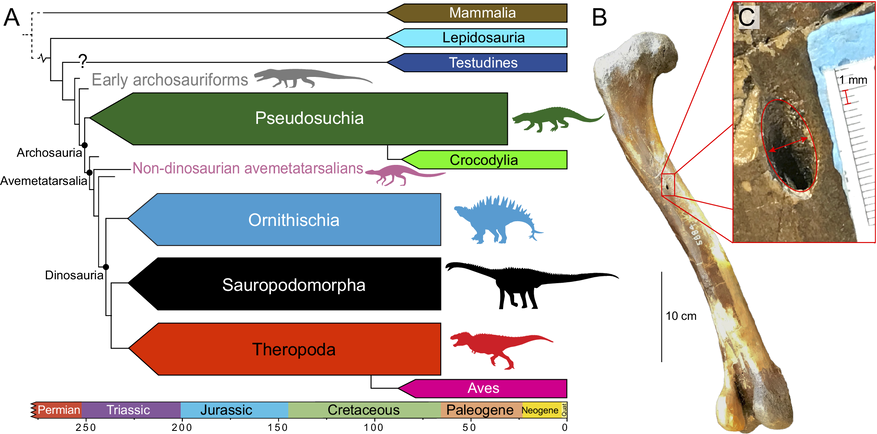 Бедренная кость динозавра Ornithomimus (B) и увеличенное питательное отверстие (C) диаметром около 1 мм. Через этот канал проходила артерия: чем активнее двигалось животное и быстрее обновлялась кость, тем шире был этот сосуд. Слева (A) — эволюционное древо, объединяющее предков птиц и крокодилов 