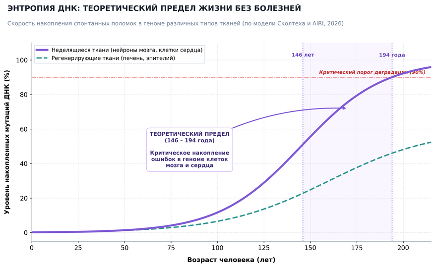 Скорость накопления мутаций в геноме. Клетки мозга и сердца не делятся и не способны заменяться новыми, накапливая спонтанные повреждения ДНК. Даже при полном отсутствии болезней генетическая энтропия этих тканей приводит к гибели организма в интервале между 146 и 194 годами.