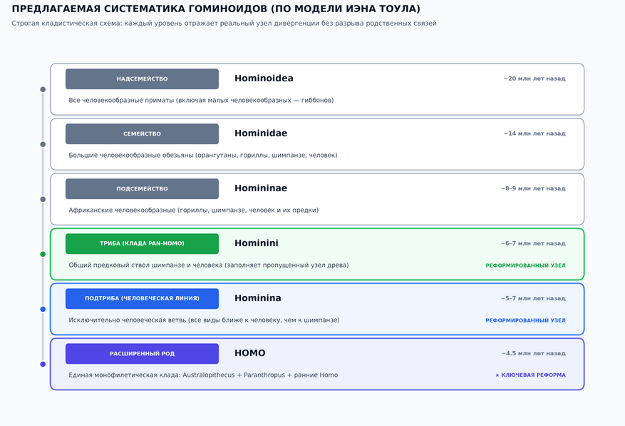 Полная обновленная иерархия таксономических рангов от надсемейства (Hominoidea) до расширенного рода Homo. Суть реформы: Триба Hominini (зеленый уровень): Получает статус группы, объединяющей людей и шимпанзе (Pan-Homo клада). Это устраняет давнюю путаницу, когда термин «гоминини» использовали исключительно для предков человека. Подтриба Hominina (синий уровень): Закрепляется только за человеческой ветвью (включая древнейших базальных прямоходящих — сахелянтропа, оррорина и ардипитека). Расширенный род HOMO (фиолетовый уровень): Объединяет всех грацильных австралопитеков, массивных парантропов и поздних людей в единую непрерывную группу глубиной 4,5 миллиона лет.