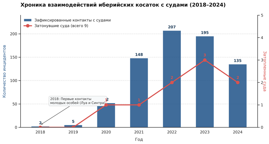 Динамика контактов иберийских косаток с судами и число затоплений (2018–2024 гг.). Явление началось с единичных касаний лодок молодняком в 2018 году и достигло пика к 2022–2023 годам, когда забава закрепилась внутри группы.