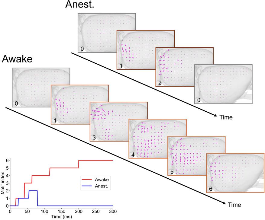 Пространственная эволюция волновых сценариев (мотивов) в мозге. Сверху: карты движения волн по полушарию. Внизу: временная шкала смены мотивов. Под наркозом (синяя линия) волна успевает возникнуть лишь в зрительной коре и быстро затухает до 80-й миллисекунды. В бодрствующем состоянии (красная линия) реакция перерастает в широкомасштабные волны (мотивы 4, 5, 6), которые выходят за пределы затылочной доли и длятся более 300 миллисекунд.